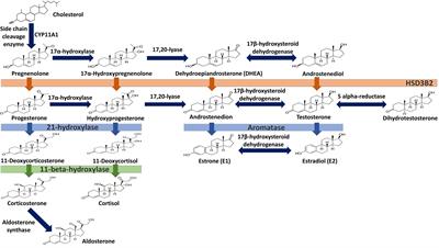 Therapeutic Perspectives on the Modulation of G-Protein Coupled Estrogen Receptor, GPER, Function